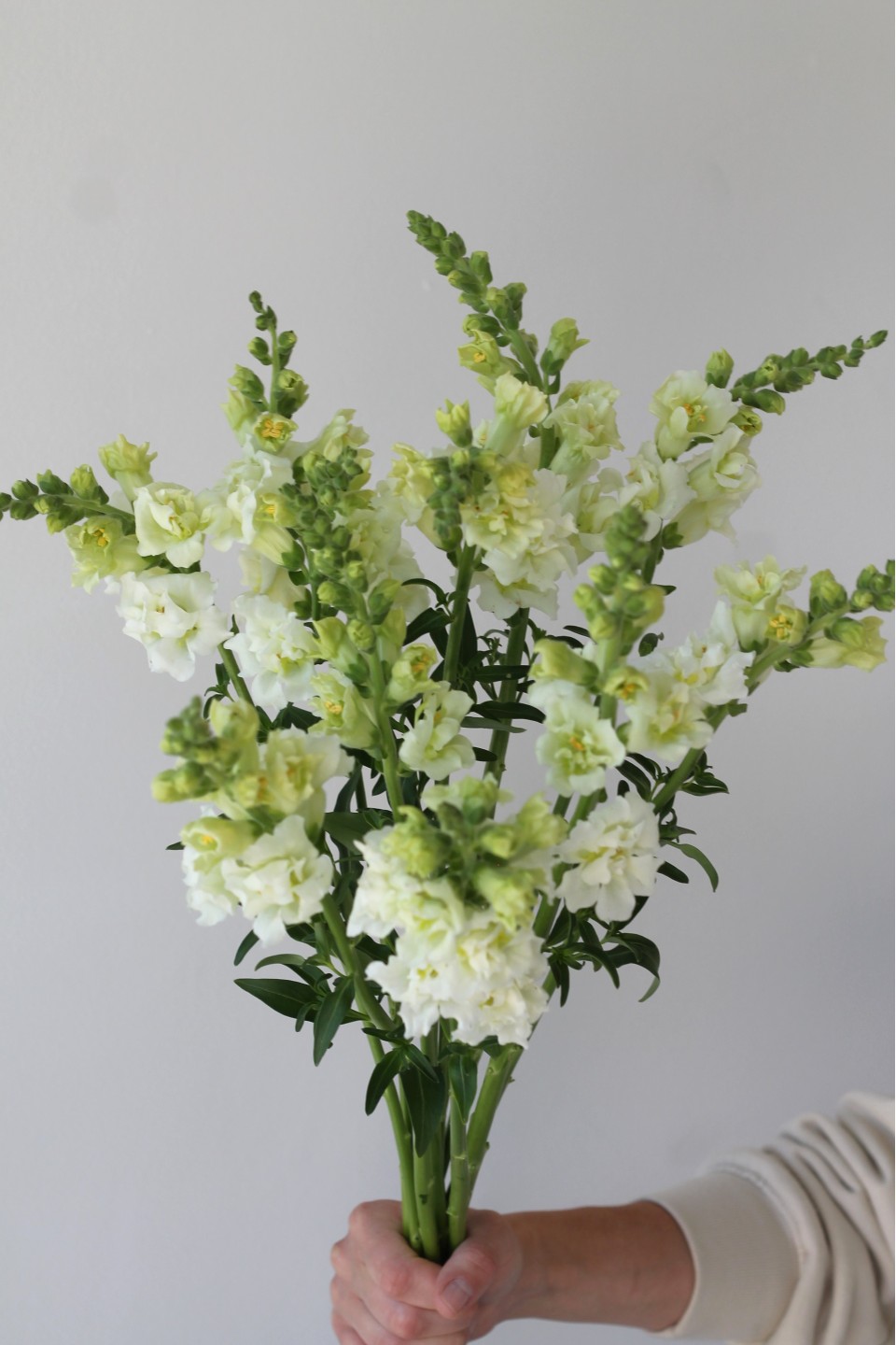 Антирринум - для женщины/молодой пары