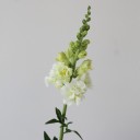 Антирринум - миниатюра 7