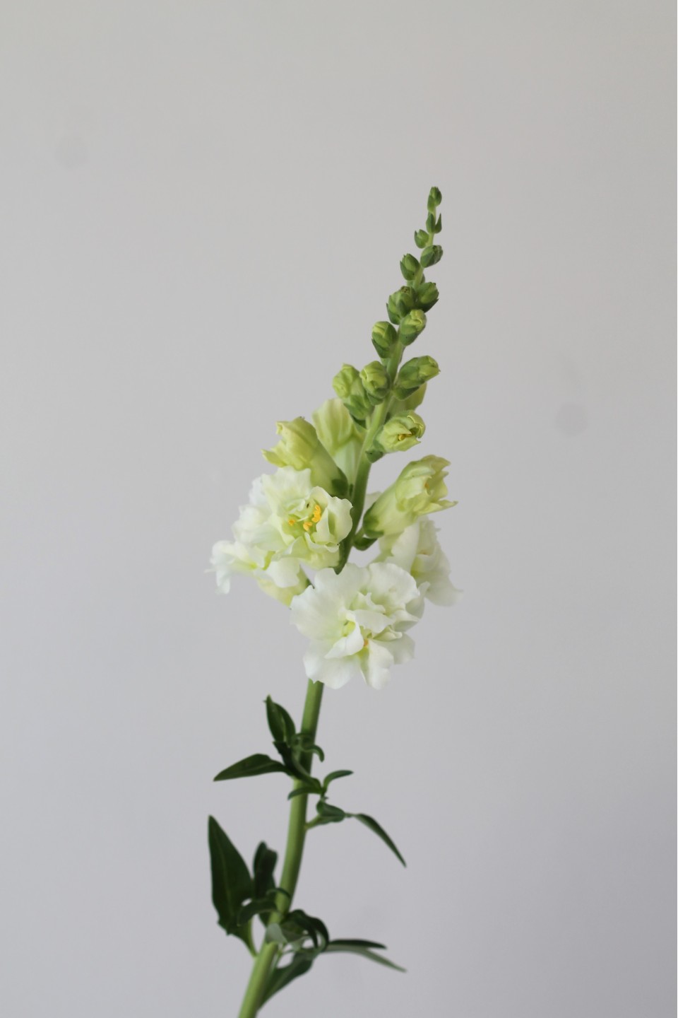 Антирринум 7