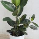 Фикус каучуконосный (Ficus elastica) - миниатюра
