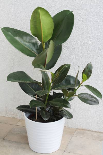 Фикус каучуконосный (Ficus elastica)
