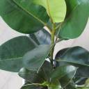 Фикус каучуконосный (Ficus elastica) - с доставкой по Минску - миниатюра