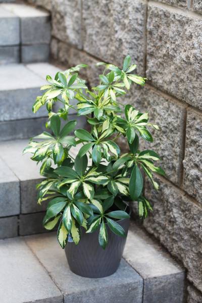 Шефлера вариегатная Герда (Schefflera)