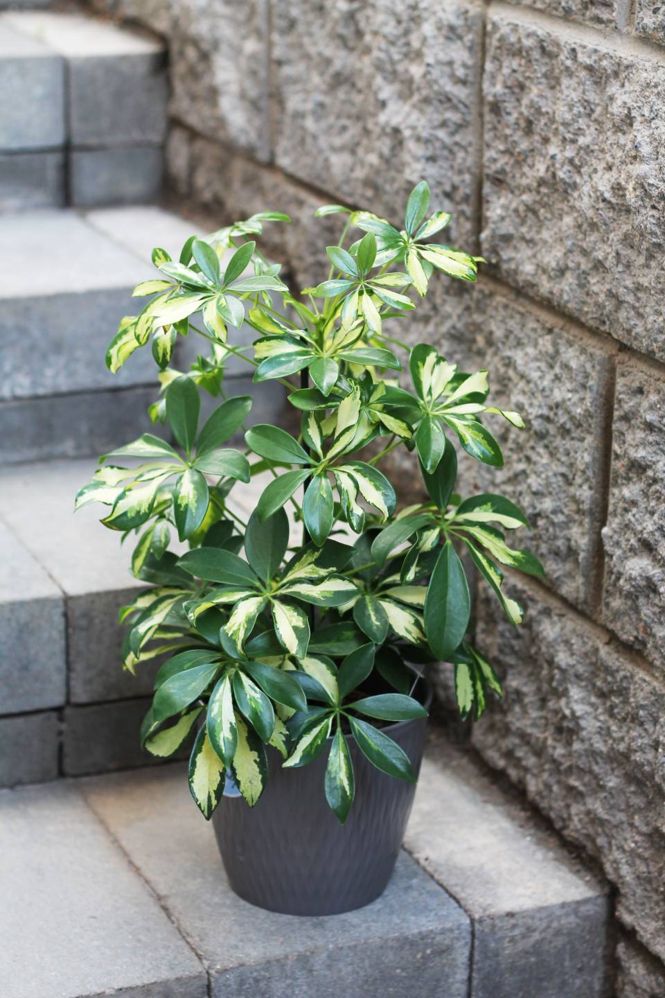 Шефлера вариегатная Герда (Schefflera)