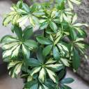 Шефлера вариегатная Герда (Schefflera) - с доставкой по Минску - миниатюра