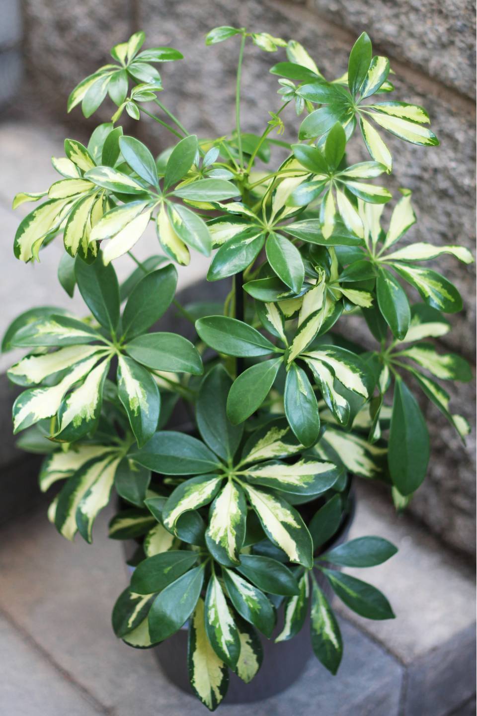 Шефлера вариегатная Герда (Schefflera) - с доставкой по Минску