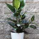 Фикус каучуконосный (Ficus elastica) - с добавлением зелени - миниатюра 