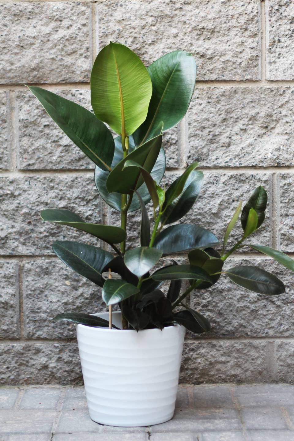 Фикус каучуконосный (Ficus elastica) - с добавлением зелени