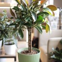 Фикус Эластика Мелани (Ficus elastica Melany) - миниатюра