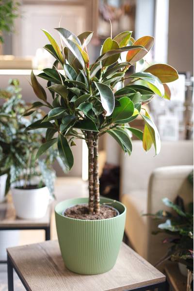 Фикус Эластика Мелани (Ficus elastica Melany)