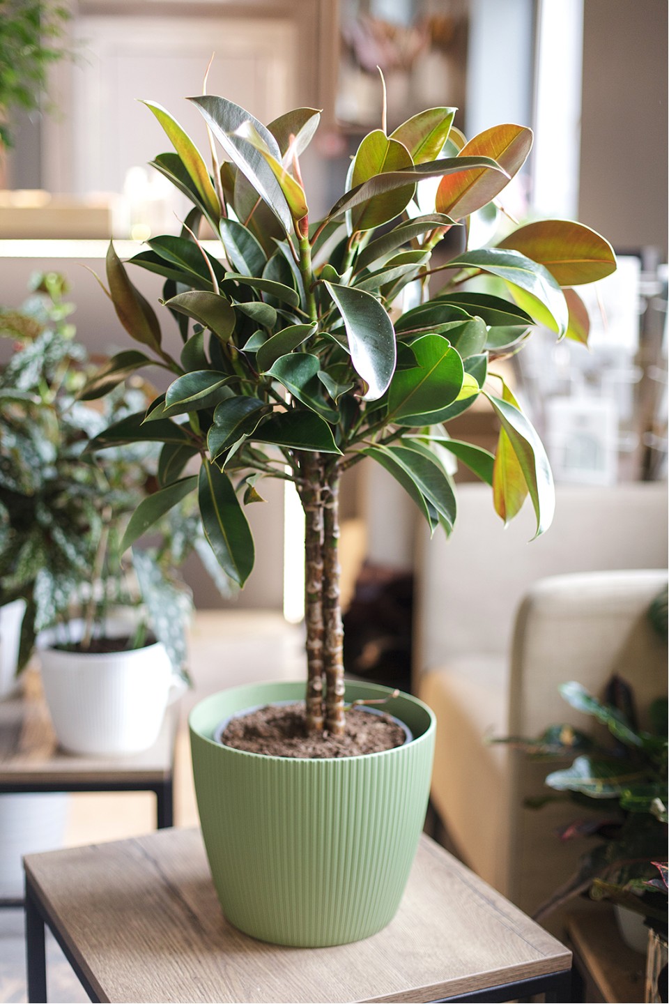 Фикус Эластика Мелани (Ficus elastica Melany)