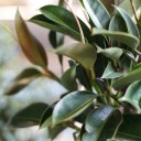 Фикус Эластика Мелани (Ficus elastica Melany) - с доставкой по Минску - миниатюра