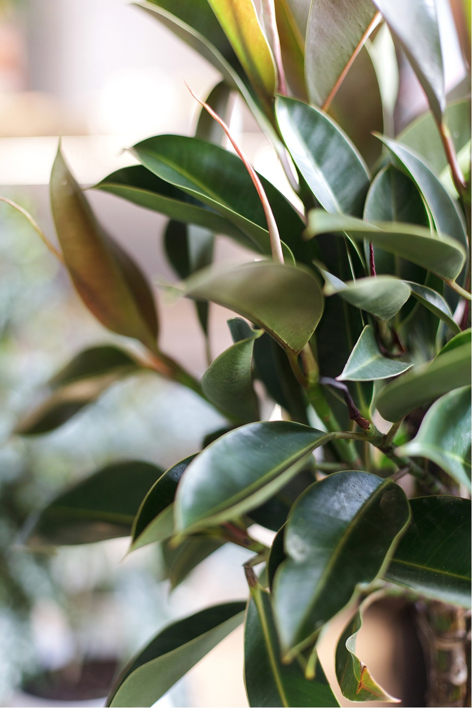 Фикус Эластика Мелани (Ficus elastica Melany) - с доставкой по Минску