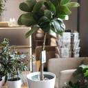 Фикус Эластика Макана (Ficus Elastica Makana) 120 см - с доставкой по Минску - миниатюра