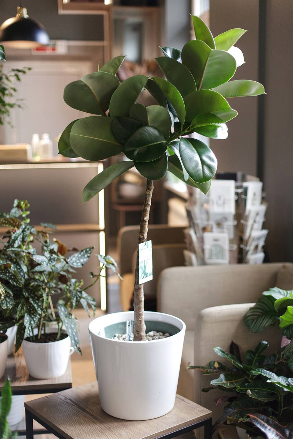 Фикус Эластика Макана (Ficus Elastica Makana) 120 см - с доставкой по Минску