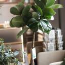 Фикус Эластика Макана (Ficus Elastica Makana) 120 см - подарочное оформление - миниатюра