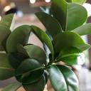 Фикус Эластика Макана (Ficus Elastica Makana) 120 см - с добавлением зелени - миниатюра 