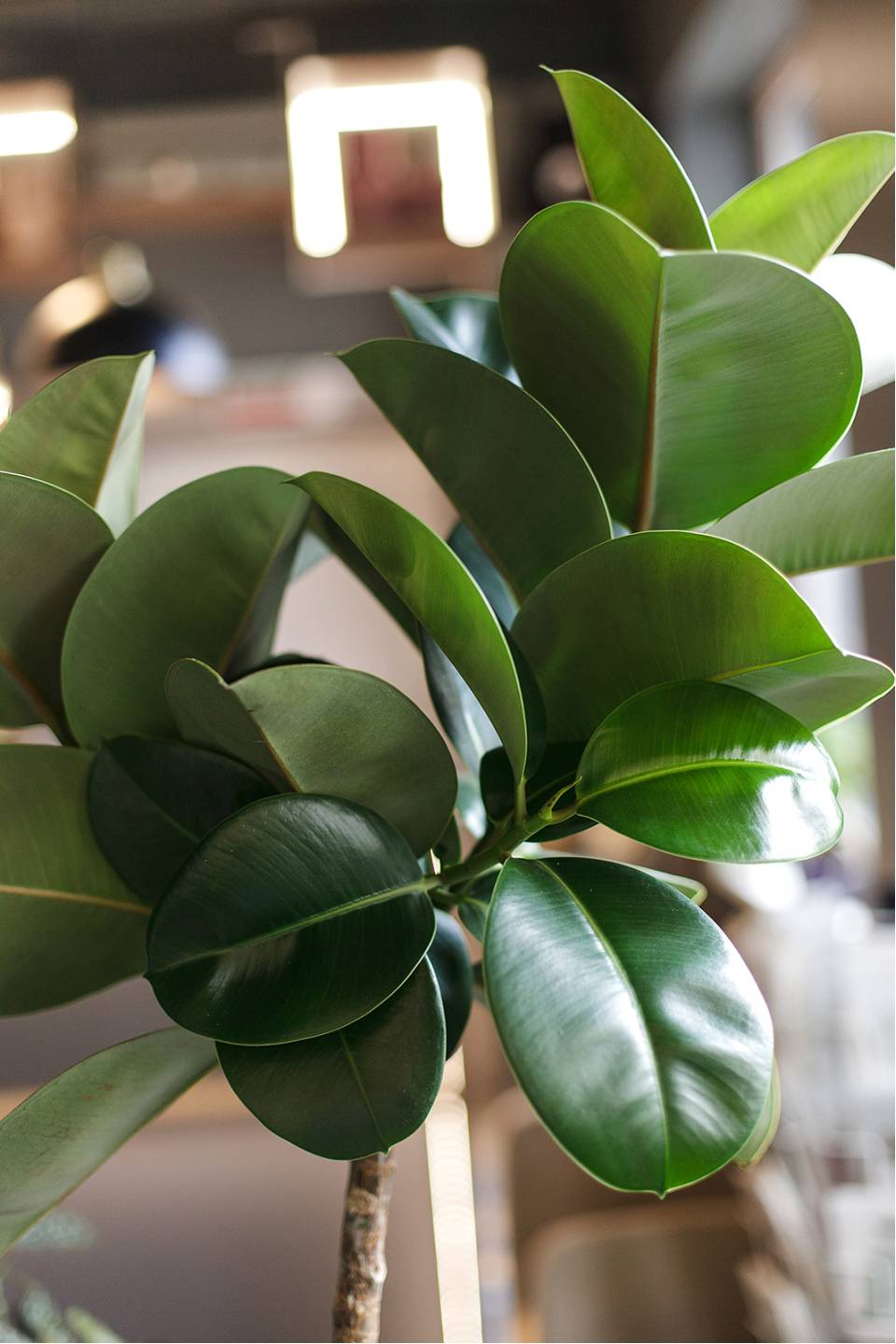 Фикус Эластика Макана (Ficus Elastica Makana) 120 см - с добавлением зелени