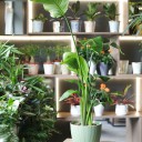 Стрелиция (Strelitzia Nicolai) - миниатюра