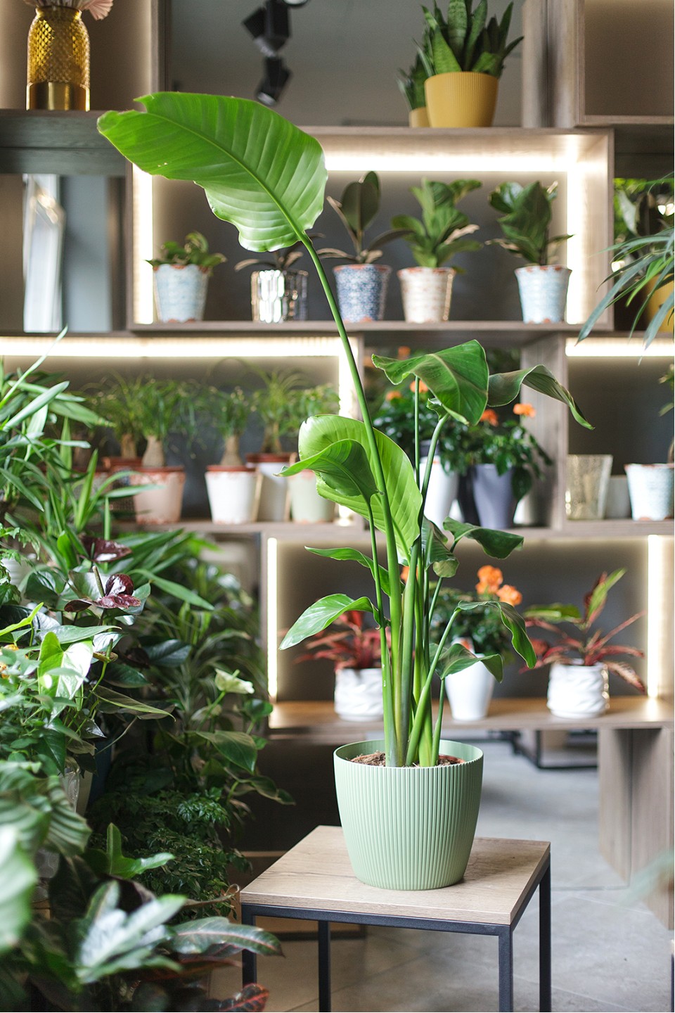 Стрелиция (Strelitzia Nicolai)