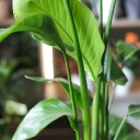 Стрелиция (Strelitzia Nicolai) - подарочное оформление - миниатюра