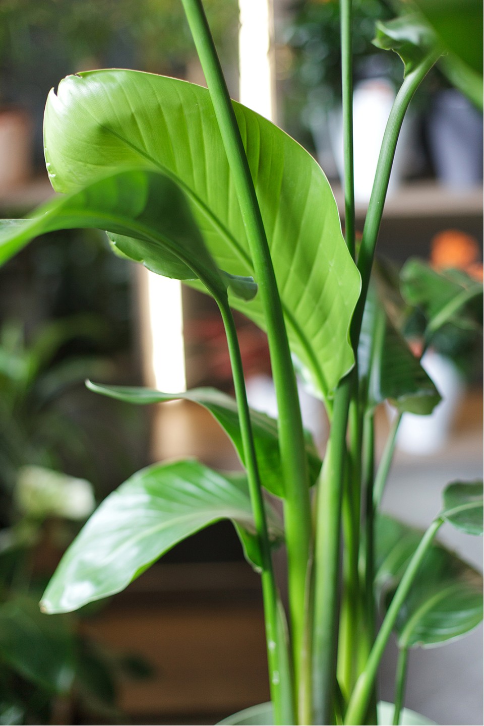 Стрелиция (Strelitzia Nicolai) - подарочное оформление