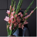 Гладиолус персиковый - миниатюра