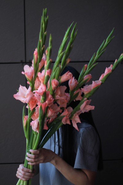 Гладиолус персиковый