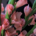 Гладиолус персиковый - с добавлением зелени - миниатюра 