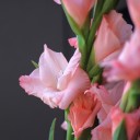 Гладиолус персиковый - подарочное оформление - миниатюра