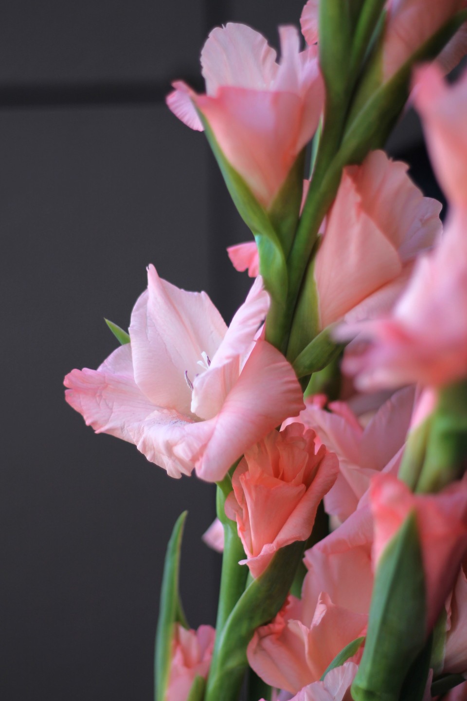 Гладиолус персиковый - подарочное оформление