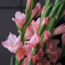 Гладиолус персиковый - с доставкой по Минску - миниатюра