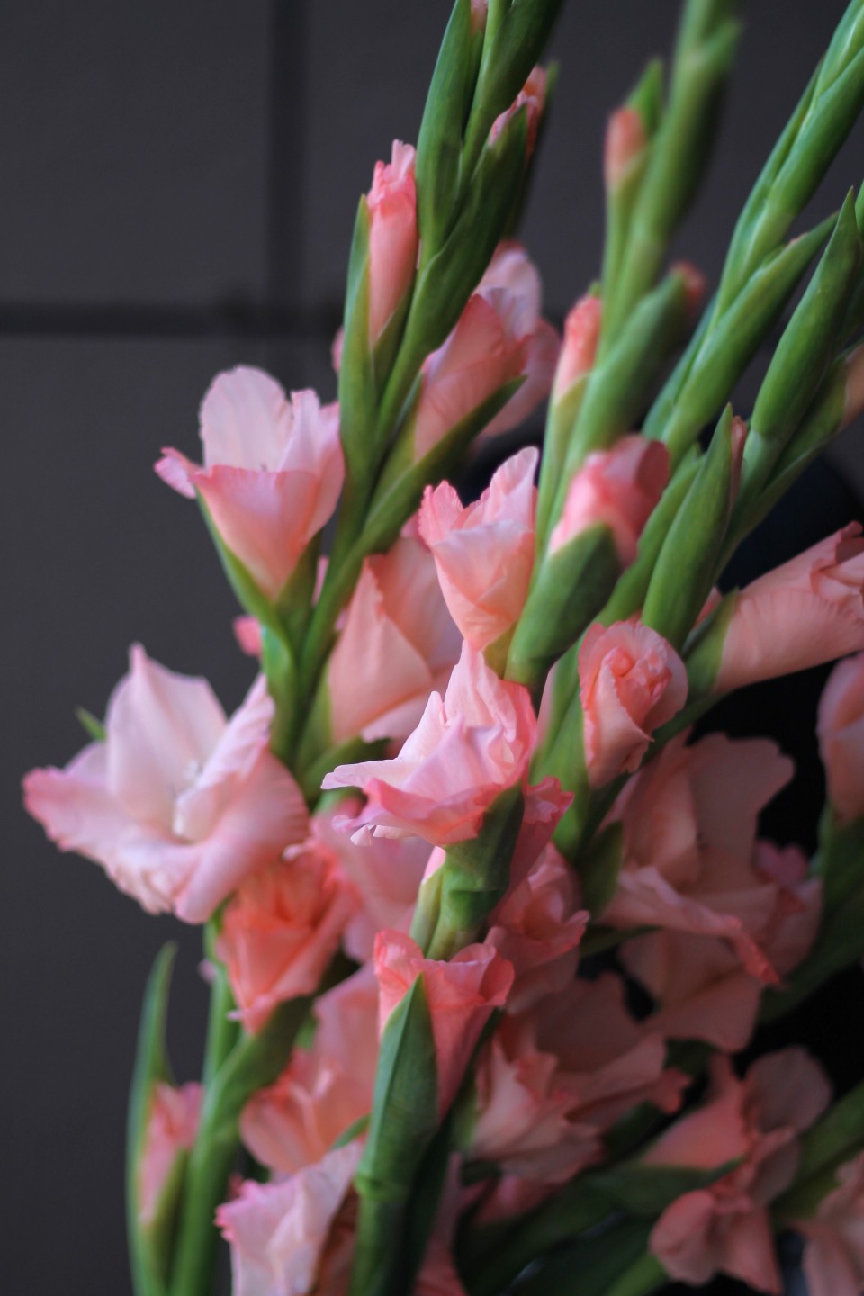 Гладиолус персиковый - с доставкой по Минску