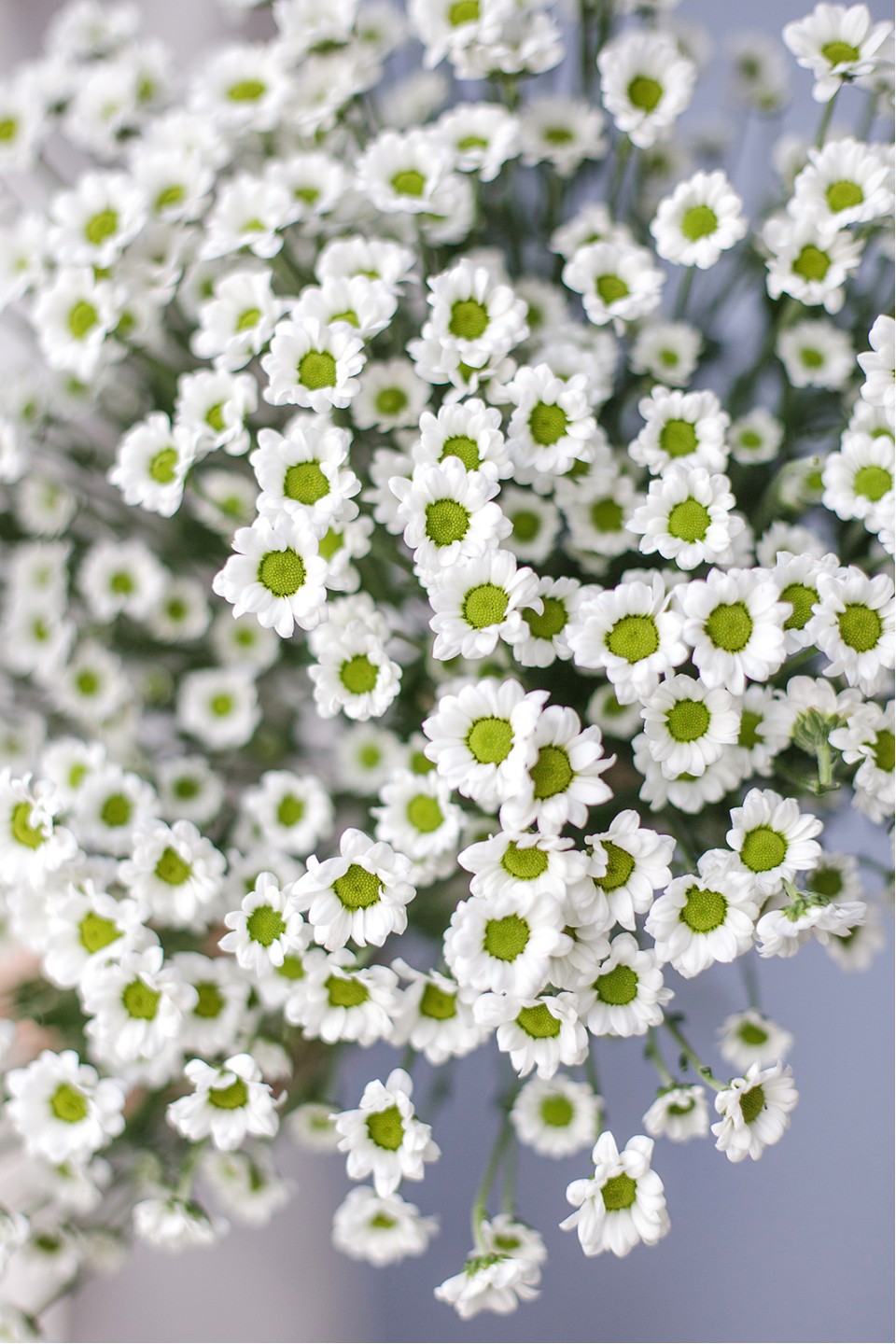 Хризантема Сантини-Ромашка - с доставкой по Минску