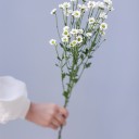 Хризантема Сантини-Ромашка - миниатюра