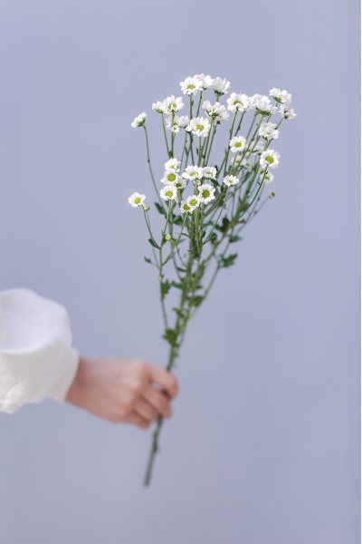 Хризантема Сантини-Ромашка