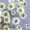 Хризантема Сантини-Ромашка - с добавлением зелени - миниатюра 