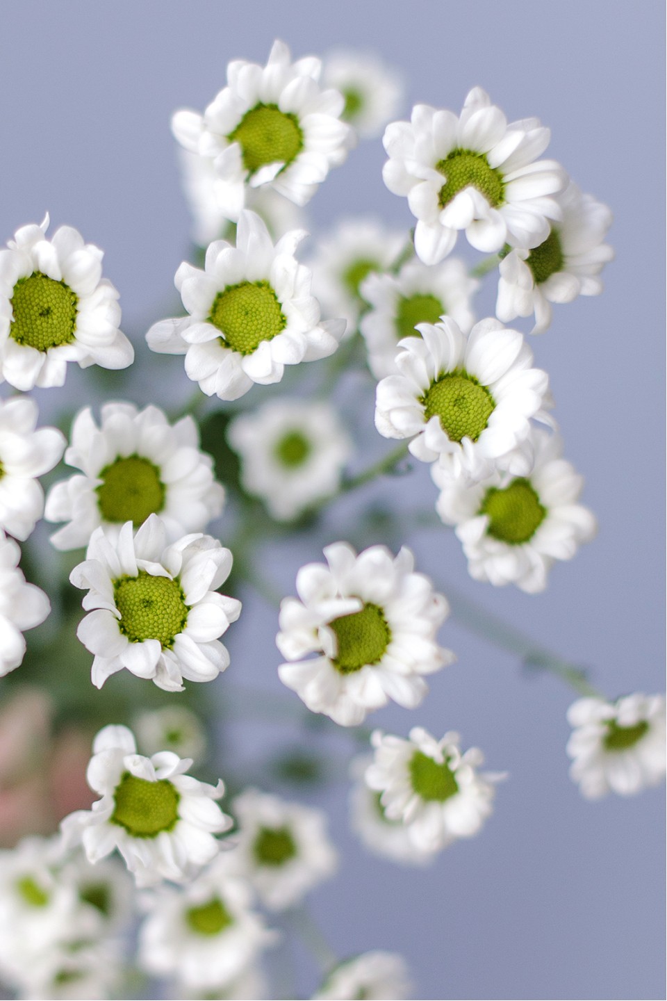 Хризантема Сантини-Ромашка - с добавлением зелени