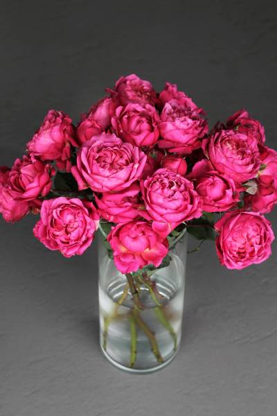 Кустовая пионовидная роза Джульетта Цериз (Julietta Cerise)
