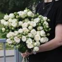 Кустовая роза Принцесса Бомбастик (Princess Bombastic) - с доставкой по Минску - миниатюра