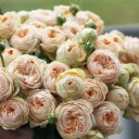 Роза кустовая Sweet Catalina (Свит Каталина) - с добавлением зелени - миниатюра 