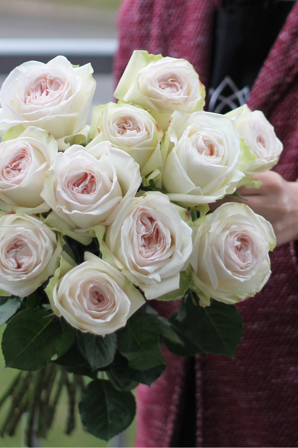 Роза OHara (Охара) - с доставкой по Минску