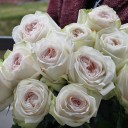 Роза OHara (Охара) - с добавлением зелени - миниатюра 