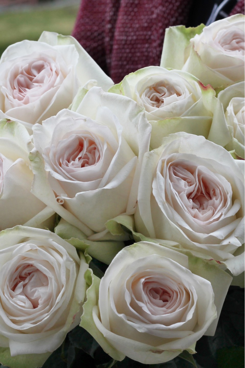 Роза OHara (Охара) - с добавлением зелени