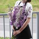 Дельфиниум  (Delphinium) - миниатюра