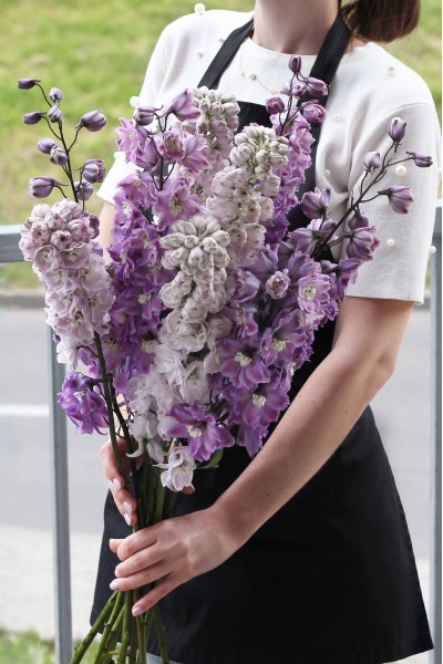 Дельфиниум  (Delphinium)