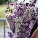 Дельфиниум  (Delphinium) - миниатюра 13