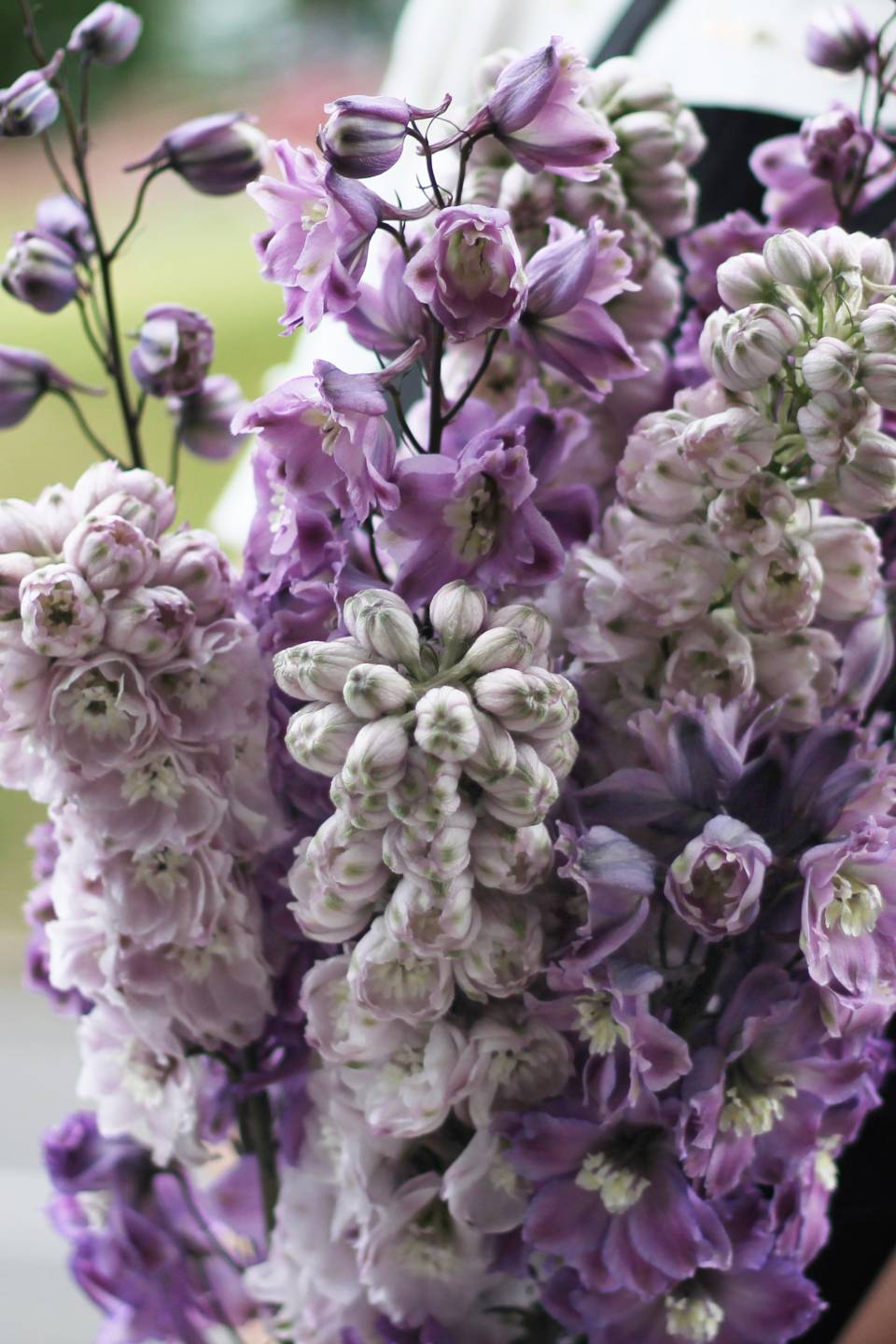 Дельфиниум  (Delphinium) 13