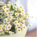 Букет Солнечный - с доставкой по Минску - миниатюра