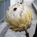 PROTEA-SNOW QUEEN (Протея Сноу Квин) - с доставкой по Минску - миниатюра